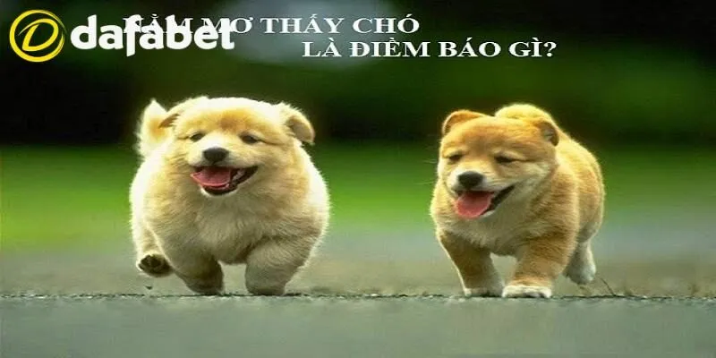 Mơ Thấy Chó Đánh Con Gì Tại Dafabet - Giải Mã Điềm Báo 3 Điềm báo khi nằm mơ thấy chó con