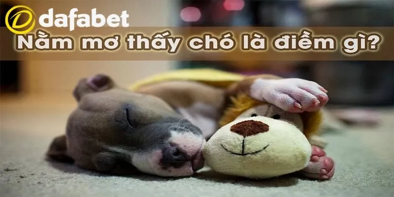 Mơ Thấy Chó Đánh Con Gì Tại Dafabet - Giải Mã Điềm Báo 2 Ý nghĩa giấc mơ thấy chó