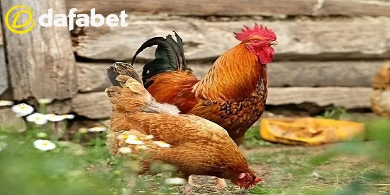 Mơ thấy gà nên đánh con gì tại Dafabet?