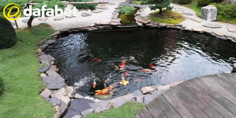 Giải đen xổ số – Bí quyết lấy lại vận may thắng lớn 3 Nuôi cá cảnh hoặc thú cưng để thay đổi phong thuỷ